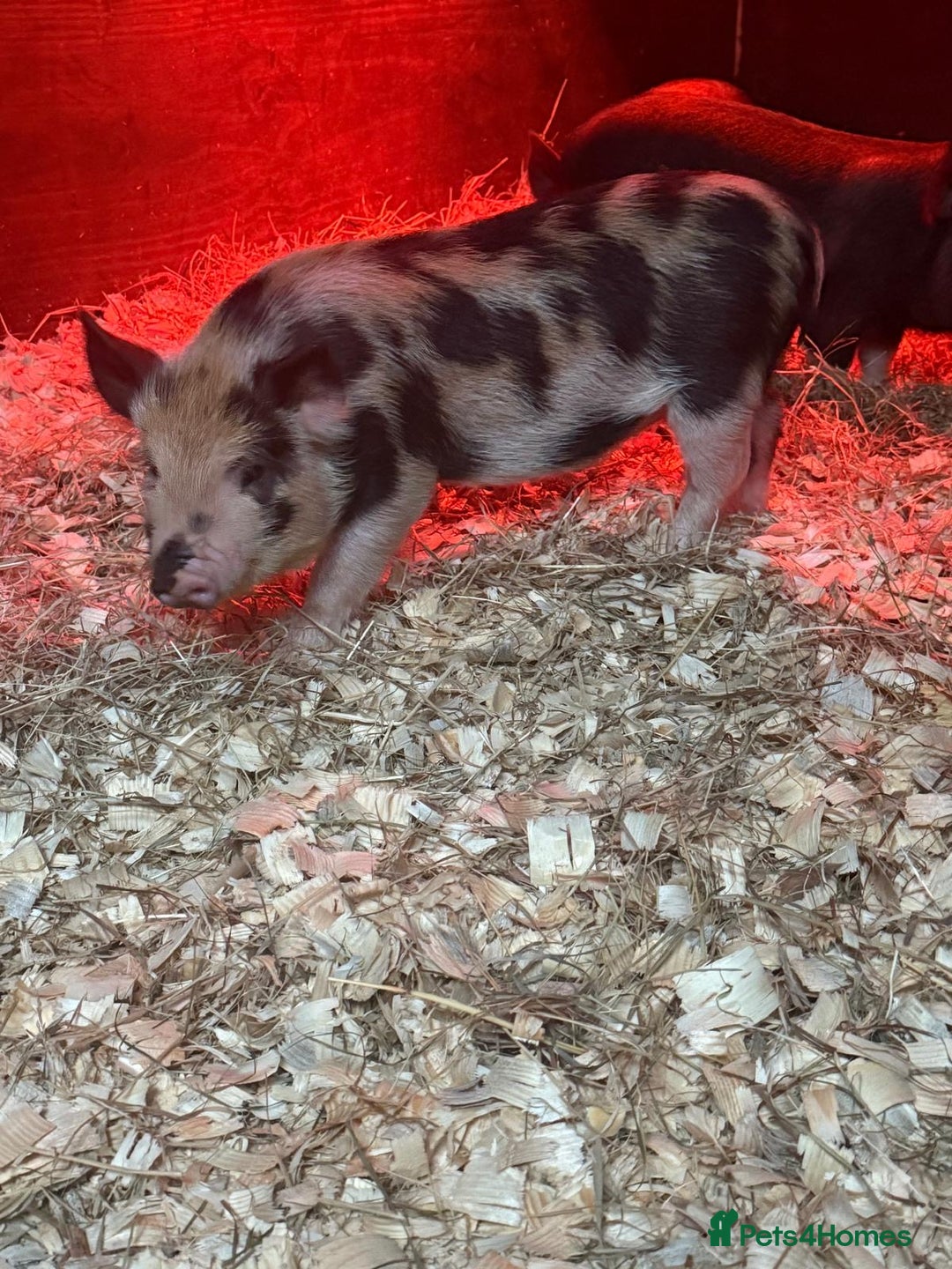 Pig livestock for sale: micro pigs - Image 16