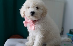 Shihpoo dogs for sale: Shihpoo - Image 12
