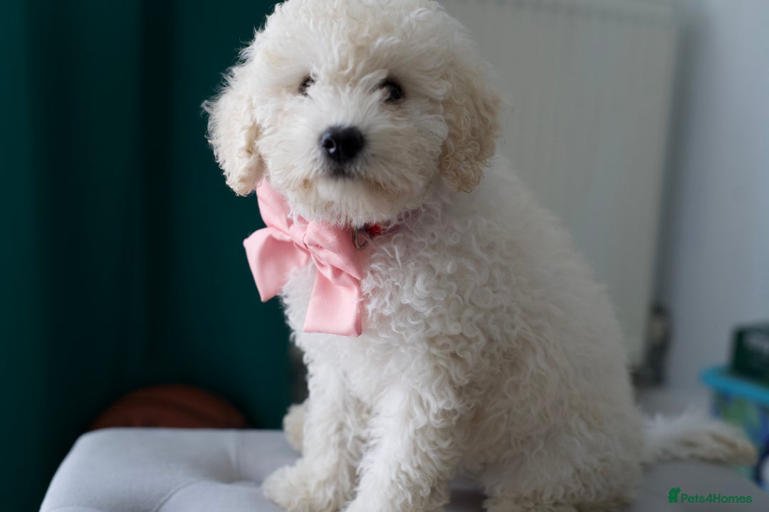 Shihpoo dogs for sale: Shihpoo - Image 12