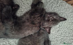 Mixed Breed cats for sale: 2 Cute Male BSH X Kittens - Image 10
