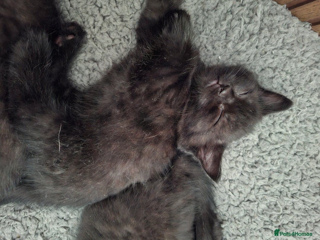 Mixed Breed cats for sale: 2 Cute Male BSH X Kittens - Image 10