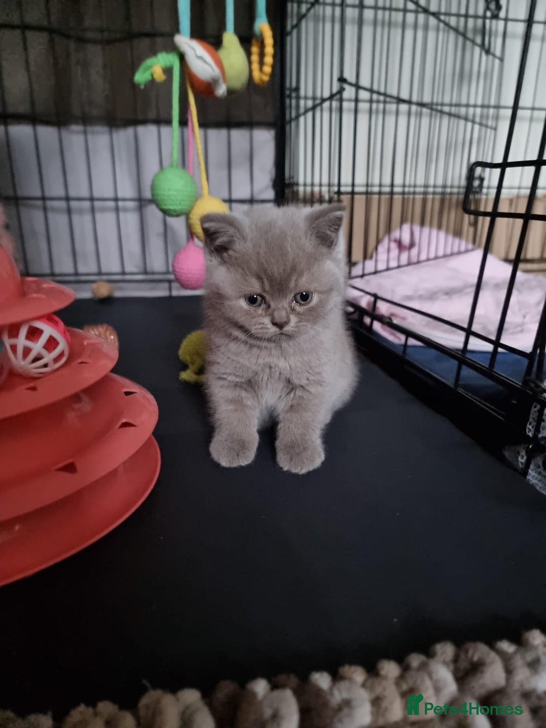 British Shorthair cats for sale: Lilac Blue Female British Shorthair GCCF Pedigree - Advert 24