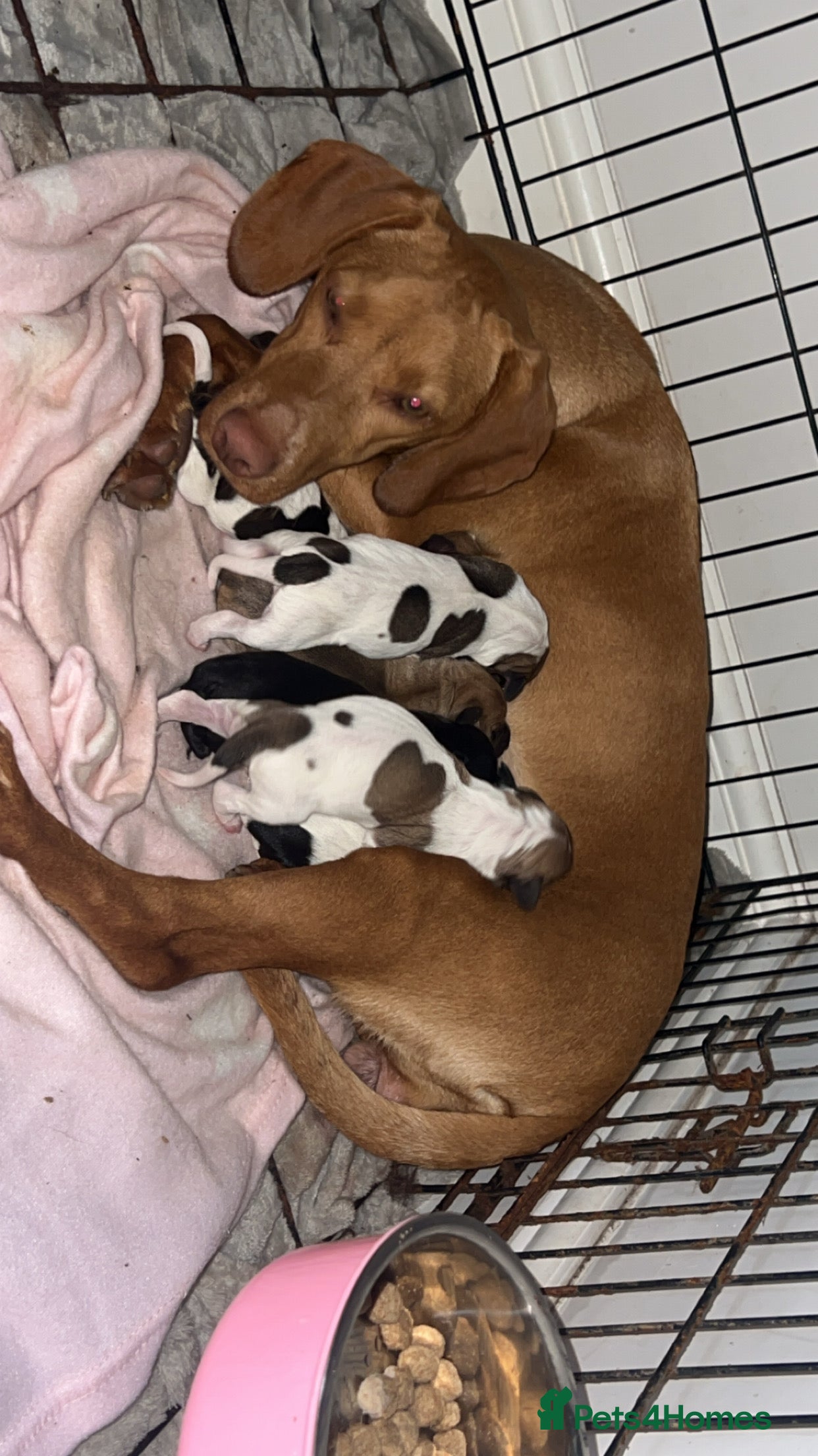 Mixed Breed dogs Vizsla X Whippet puppies - Advert 1