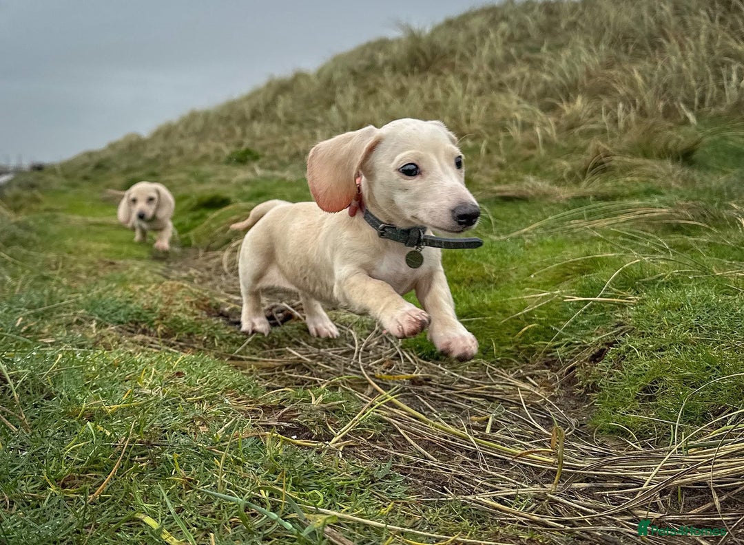 Miniature Dachshund dogs for sale: Cream miniature dachshunds  - Advert 1