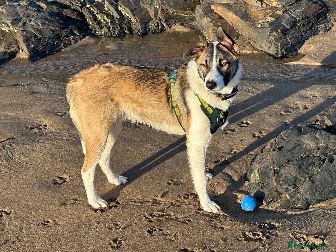 Mixed Breed dogs for sale: Border x Welsh 8 month old puppy in Plymouth - Advert 2