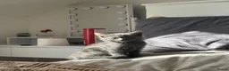 Mixed Breed cats for sale: Beautiful grey mixed kitten in Morecambe - Advert 5