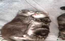 Domestic Shorthair cats for sale: Stunning kittens for sale  - Image 13