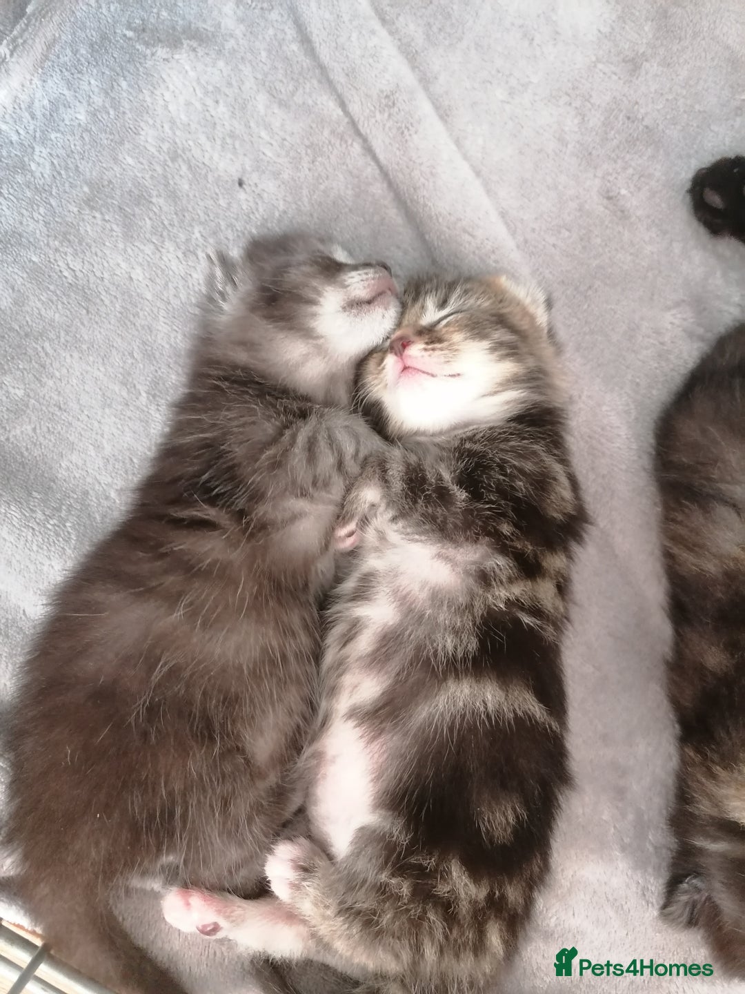 Domestic Shorthair cats for sale: Stunning kittens for sale  - Image 13