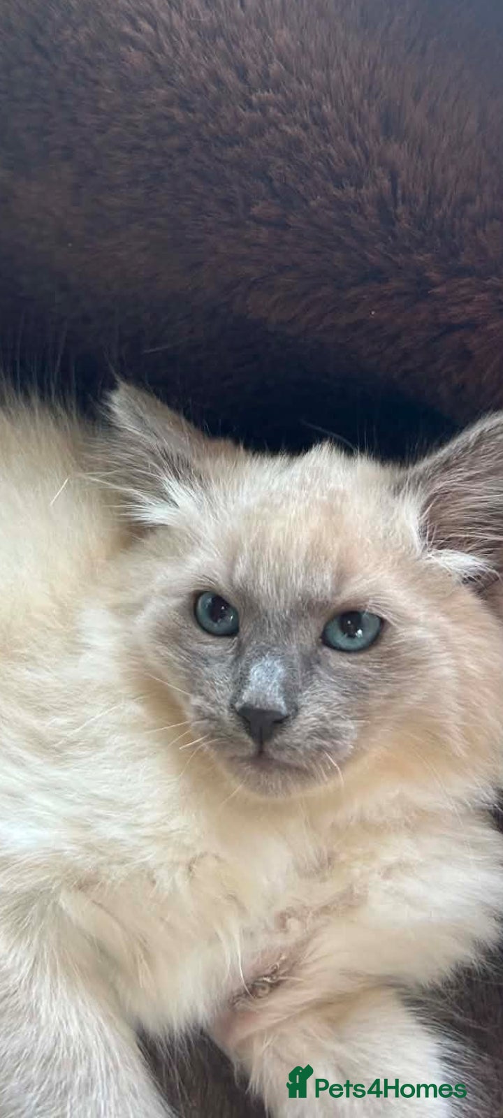 Siamese cats Siamese kittens traditional  ready now  - Advert 2
