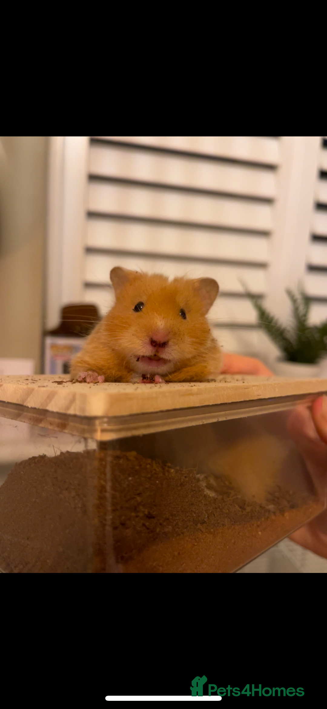 Hamster rodents for sale: female hamster pongo  - Advert 5
