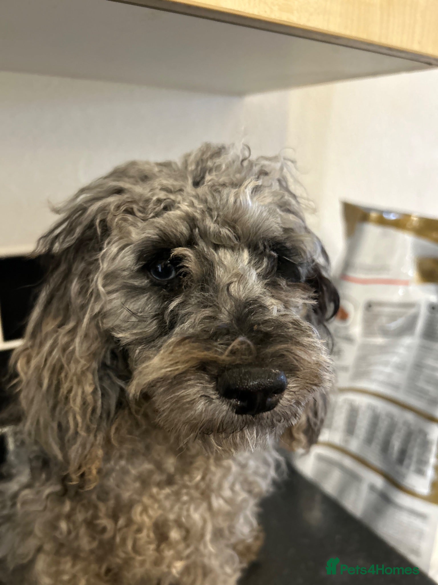 Miniature Poodle dogs Miniature poodle puppies 🐩  - Advert 1