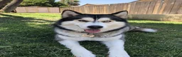 Siberian Husky dogs for sale: Excellent Siberian Husky puppies in Dudley - Advert 8
