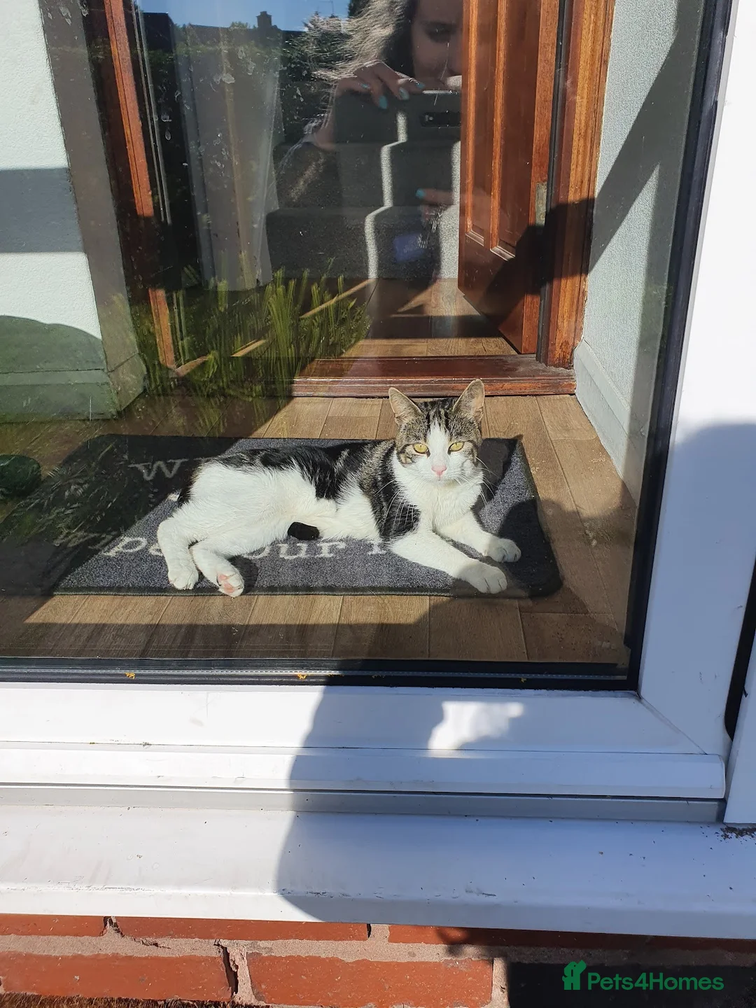 Mixed Breed cats for sale: Male Calico - Charlie - Open to Offers  - Advert 1