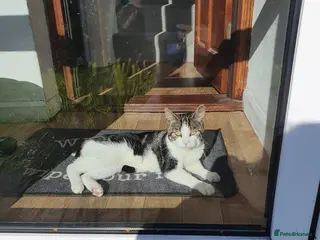 Mixed Breed cats Male Calico - Charlie - Open to Offers - Advert 6