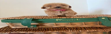 Cavapoo 8