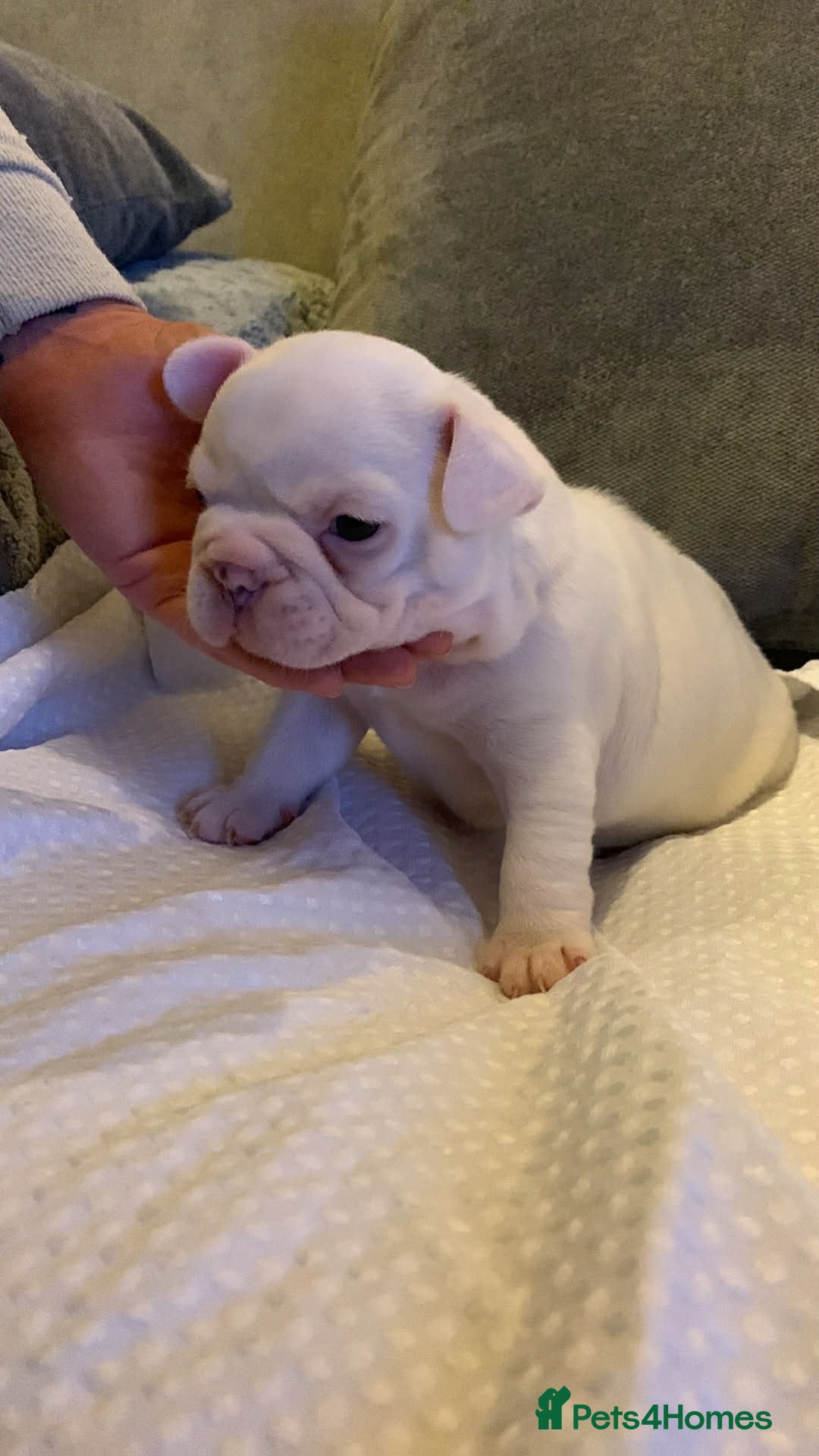 French Bulldog dogs for sale: French bulldog pups - Advert 4