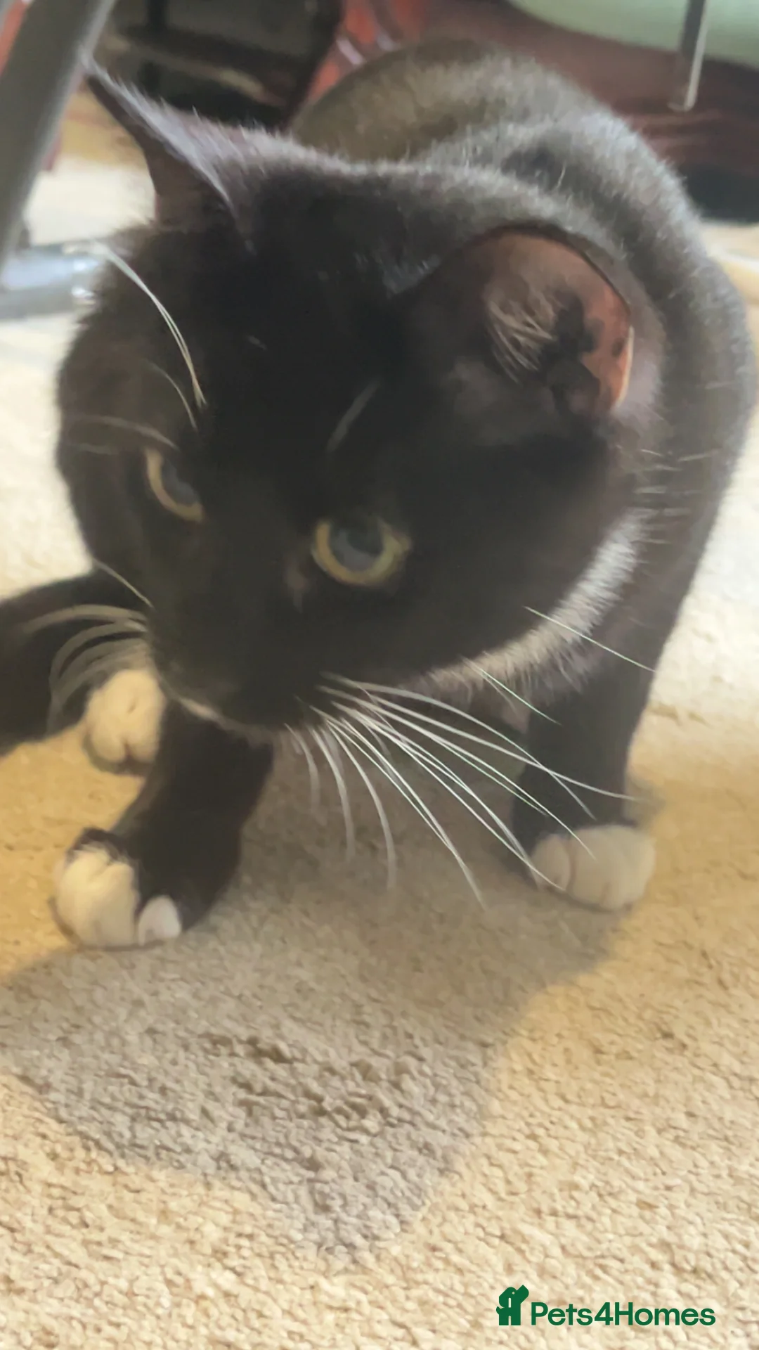 British Shorthair cats for sale: Graham  - Advert 2