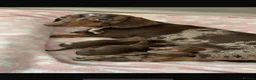 Miniature Dachshund dogs for sale: Miniature dachshund puppy’s  in Liverpool - Advert 6
