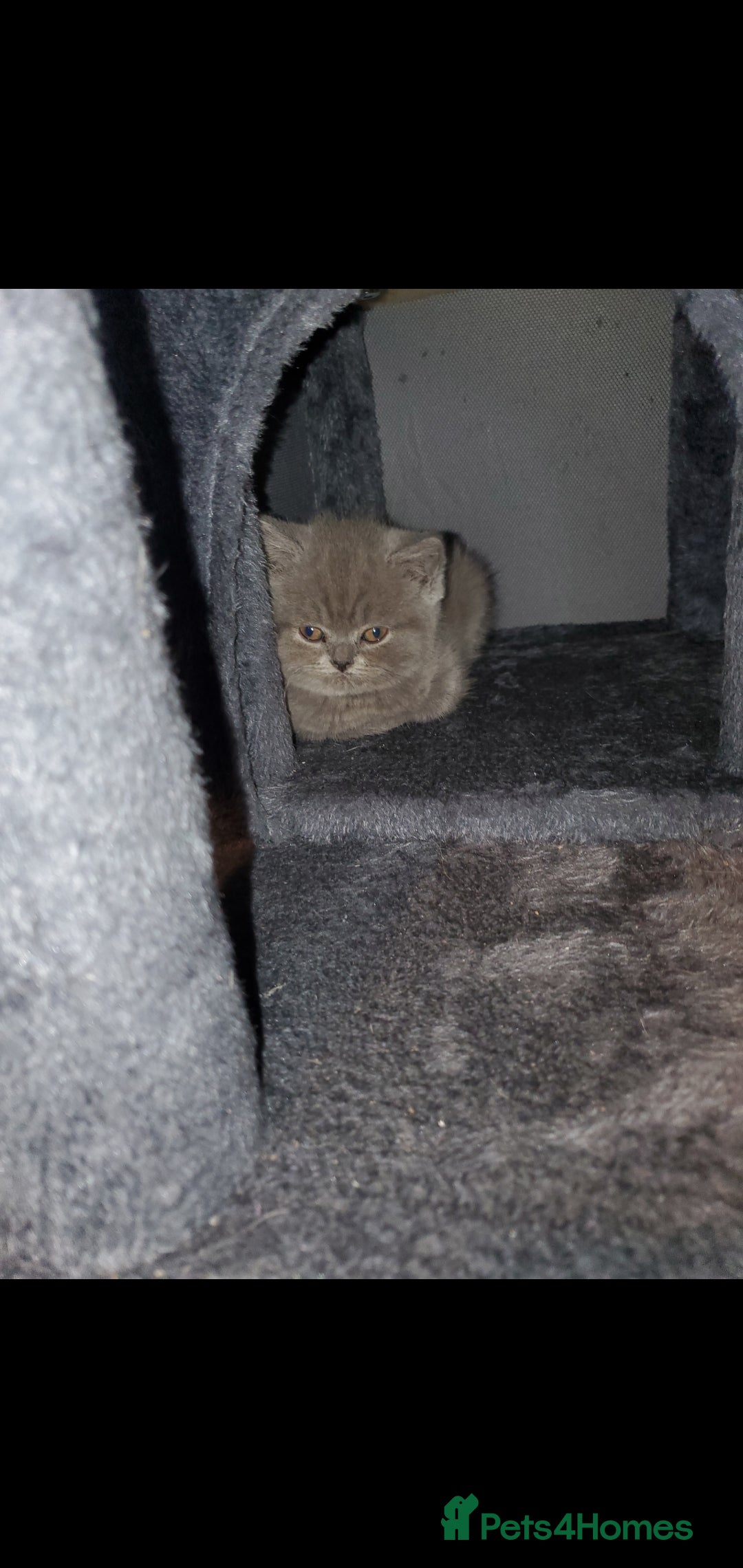 British Shorthair cats for sale: Beautiful Blue British Shorthair Kittens - Image 25