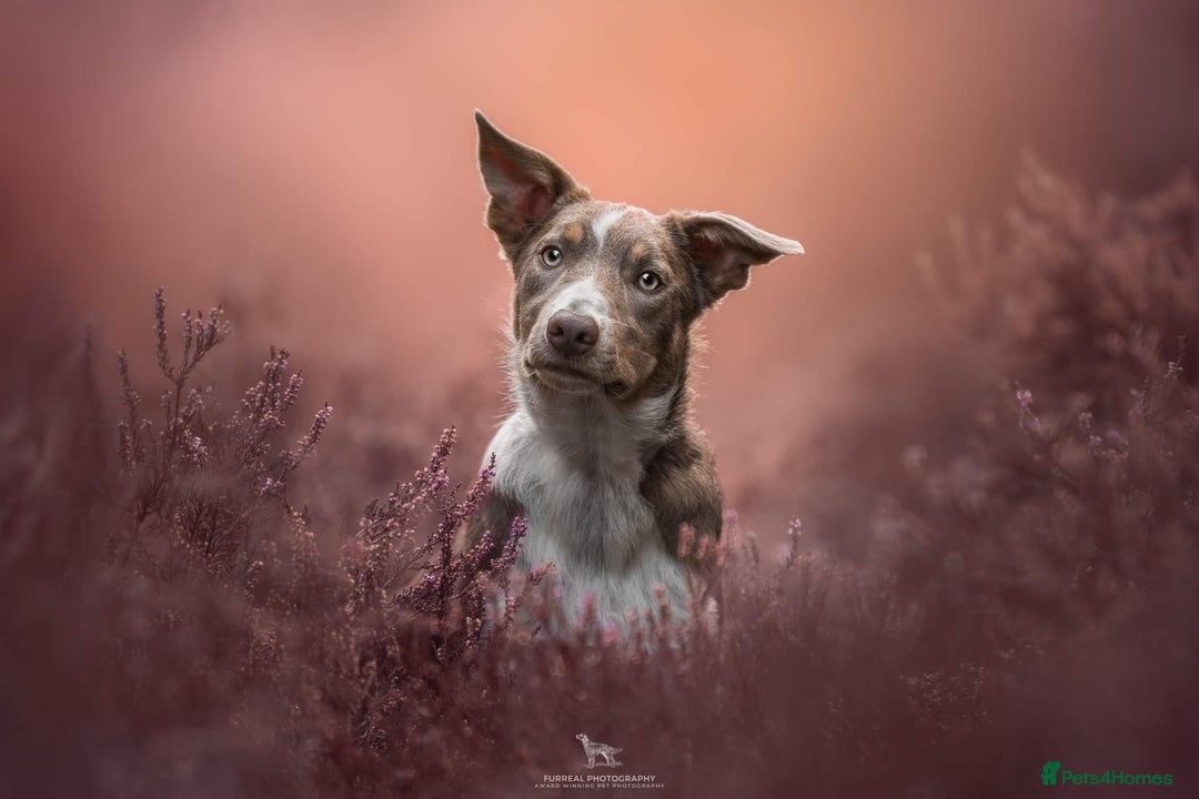 Border Collie dogs for stud: Health tested KC/ISDS smoothcoat lilac for stud  - Image 5