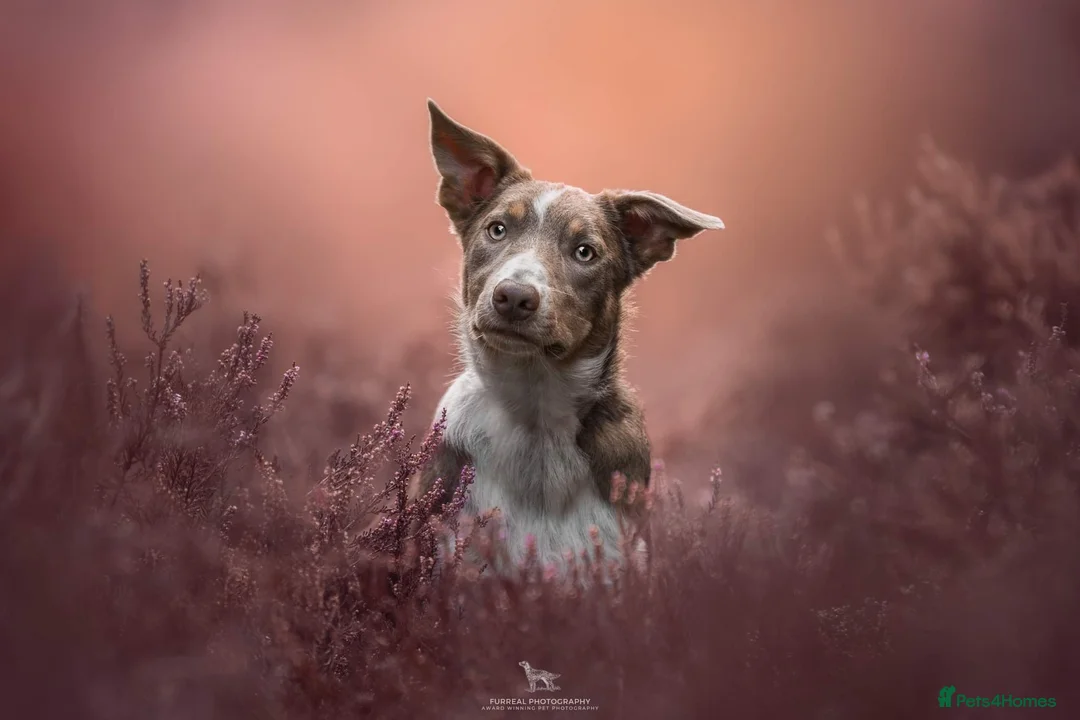 Border Collie dogs for stud: Health tested KC/ISDS smoothcoat lilac for stud  - Advert 5