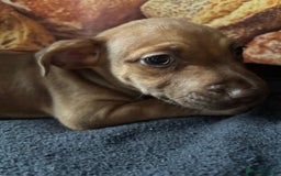 Mixed Breed dogs for sale: Puppies  - Image 18