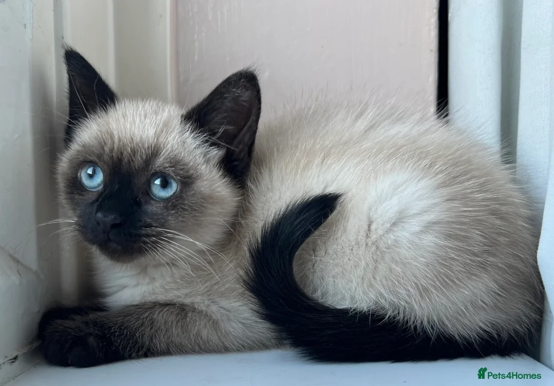 Siamese cats for sale: Siamese kitten in Holmfirth - Advert 2