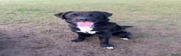 Mixed Breed dogs for sale: Guardian Breed Seeking the Right Home - Advert 1