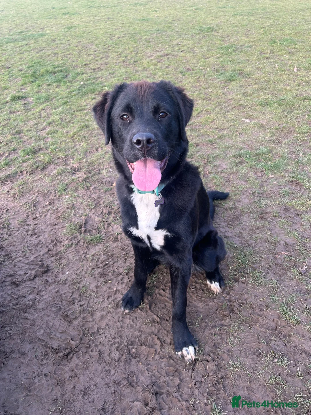 Mixed Breed dogs for sale: Guardian Breed Seeking the Right Home - Advert 1