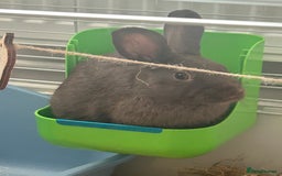 Netherland Dwarf rabbits for sale: Young neverland dwarf rabbit (Ezra)  - Image 5