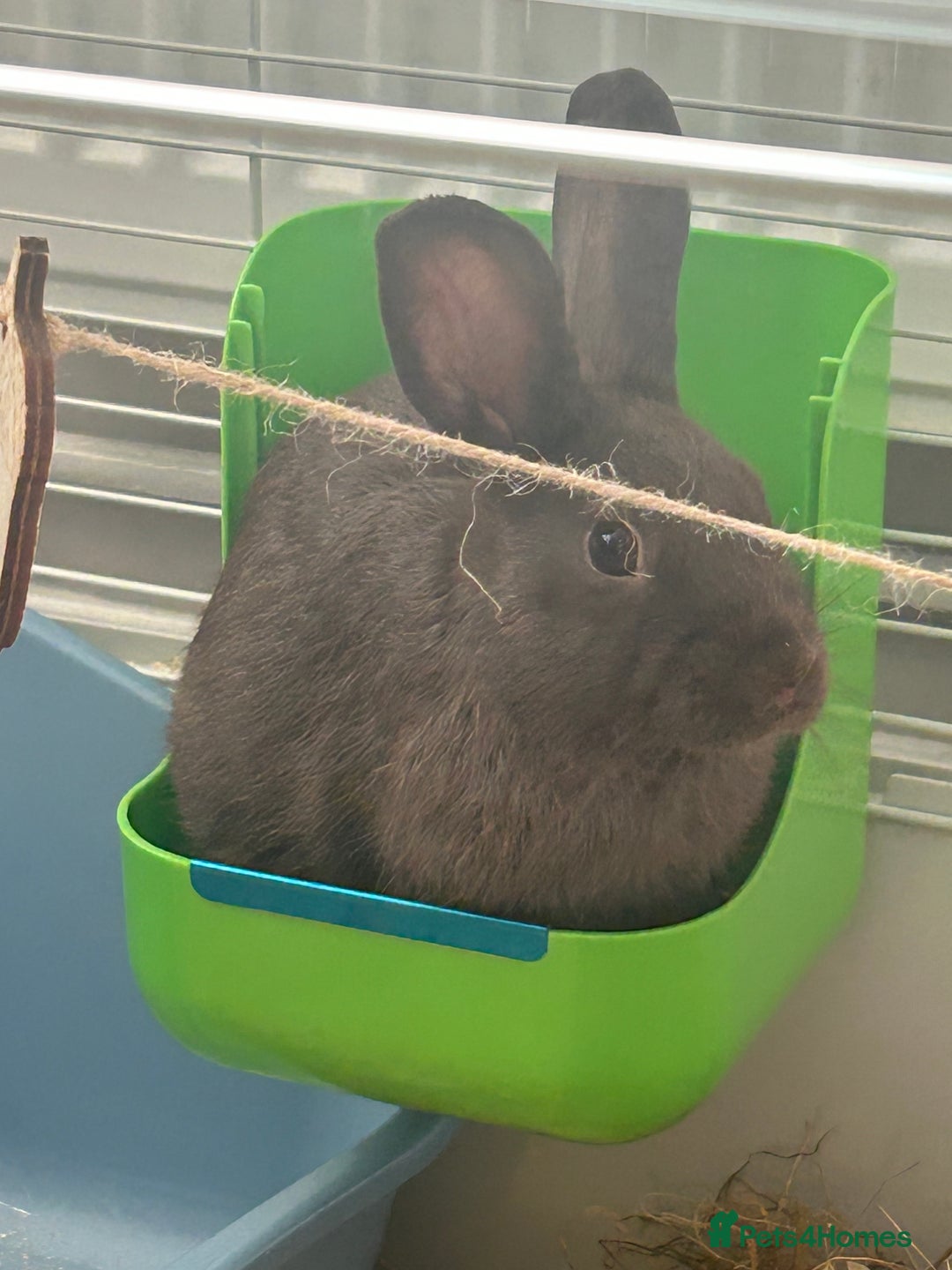 Netherland Dwarf rabbits for sale: Young neverland dwarf rabbit (Ezra)  - Image 5