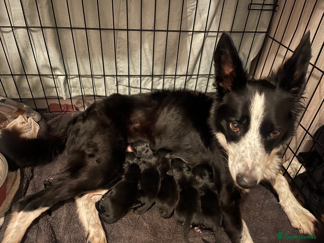 Mixed Breed dogs for sale: 🌟 Collie x Golden Retriever Puppies 🌟 - Image 37