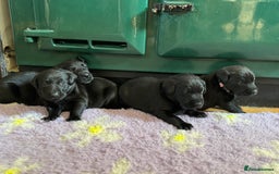 Labrador Retriever dogs for sale: Labrador puppies  - Image 1