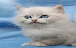 Siberian cats for sale: GCCF Registered Siberian kittens for sale  - Image 10