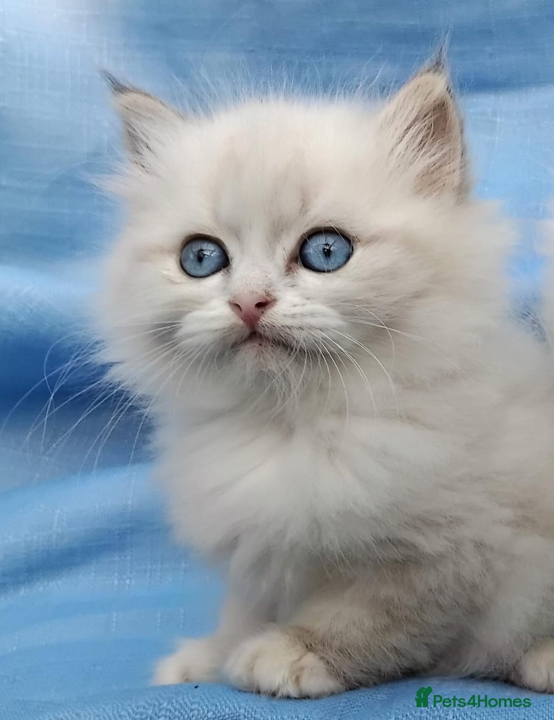 Siberian cats for sale: GCCF Registered Siberian kittens for sale  - Image 10