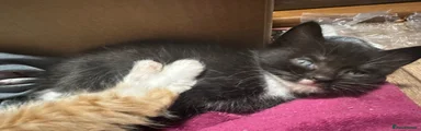 Male cat 
