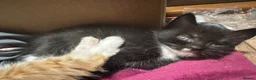 Turkish Angora cats for sale: Two  tuxedo kittens for sale  - Advert 4