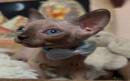 Sphynx cats for sale: Sphynx kittens ready now✨ - Image 2