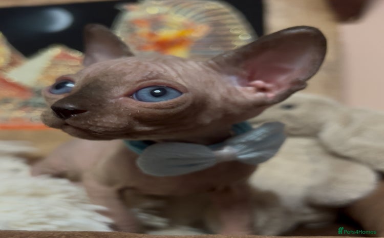 Sphynx cats - Advert 1