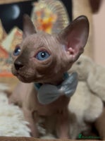 Sphynx cats - Advert 14