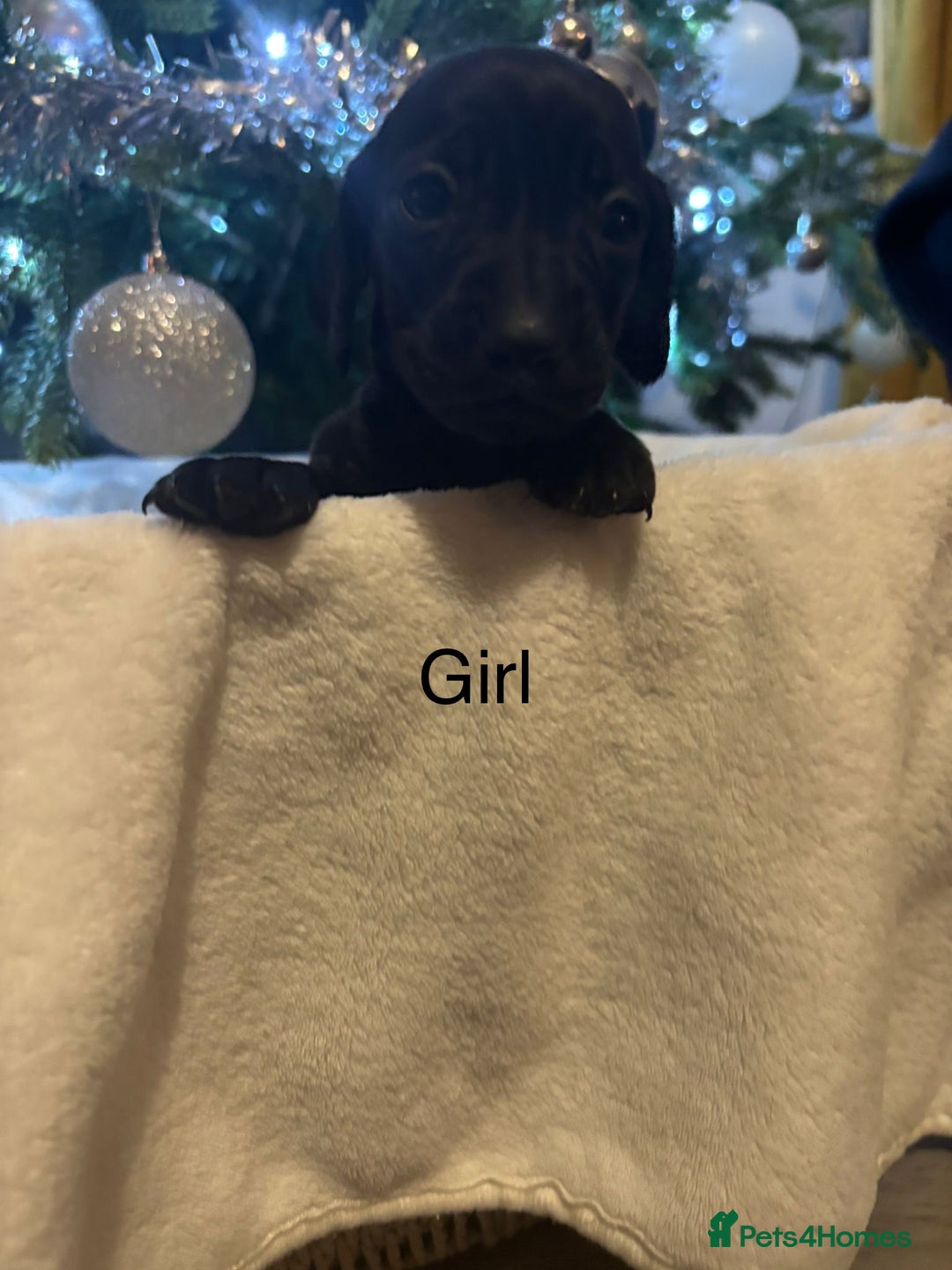 Miniature Dachshund dogs for sale: Miniature dachshunds  - Advert 8