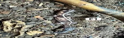 Lizard reptiles for sale: Available Rescues Looking for Their Forever Homes - Advert 23