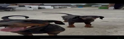 Dobermann dogs for sale: Female Doberman - Advert 9