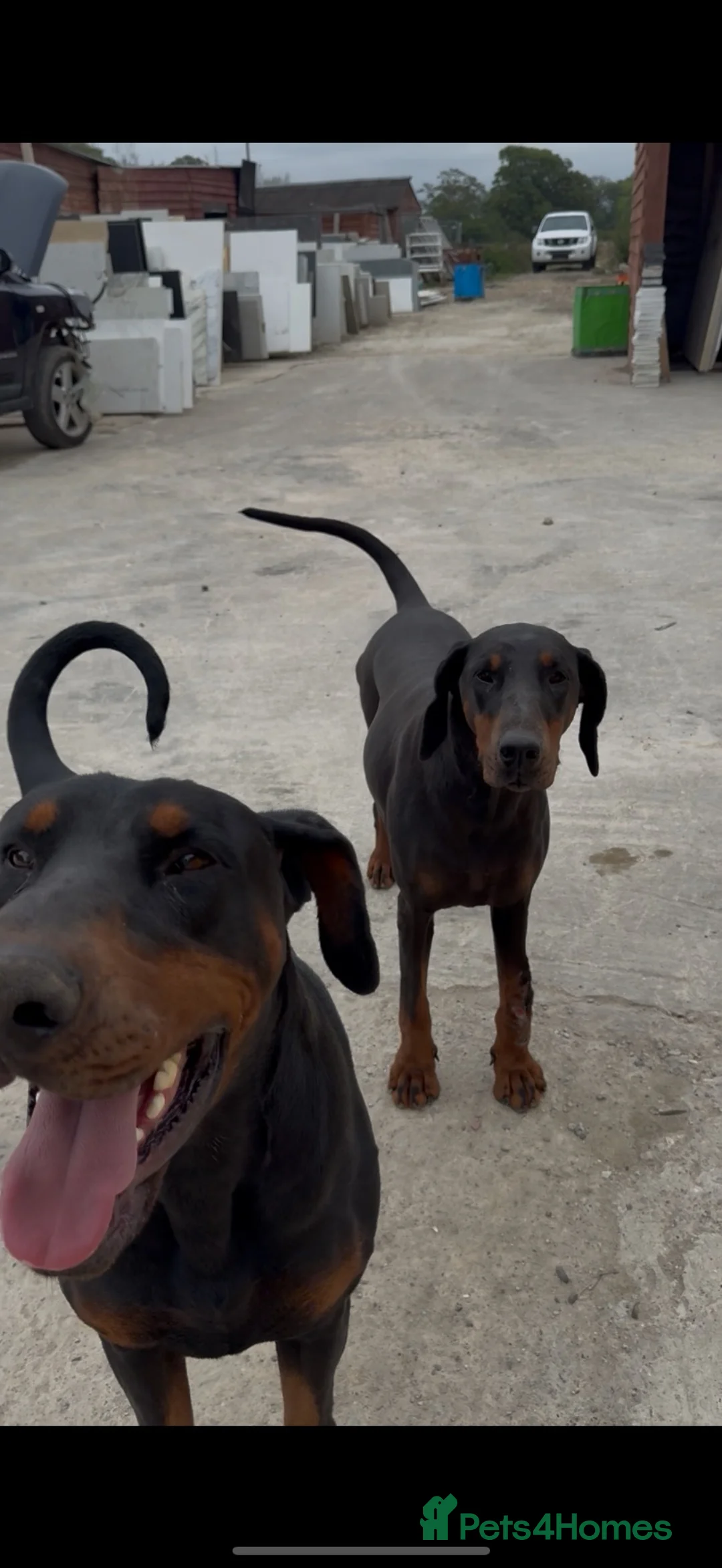 Dobermann dogs for sale: Female Doberman - Advert 9