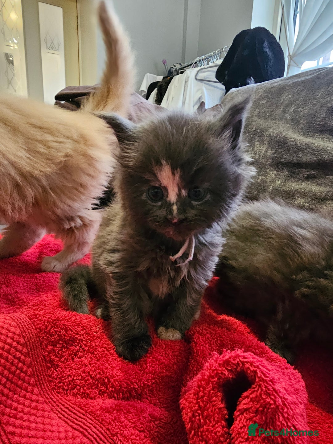 Maine Coon cats for sale: Maine Coon Kittens for Sale –2 Gi - Advert 8