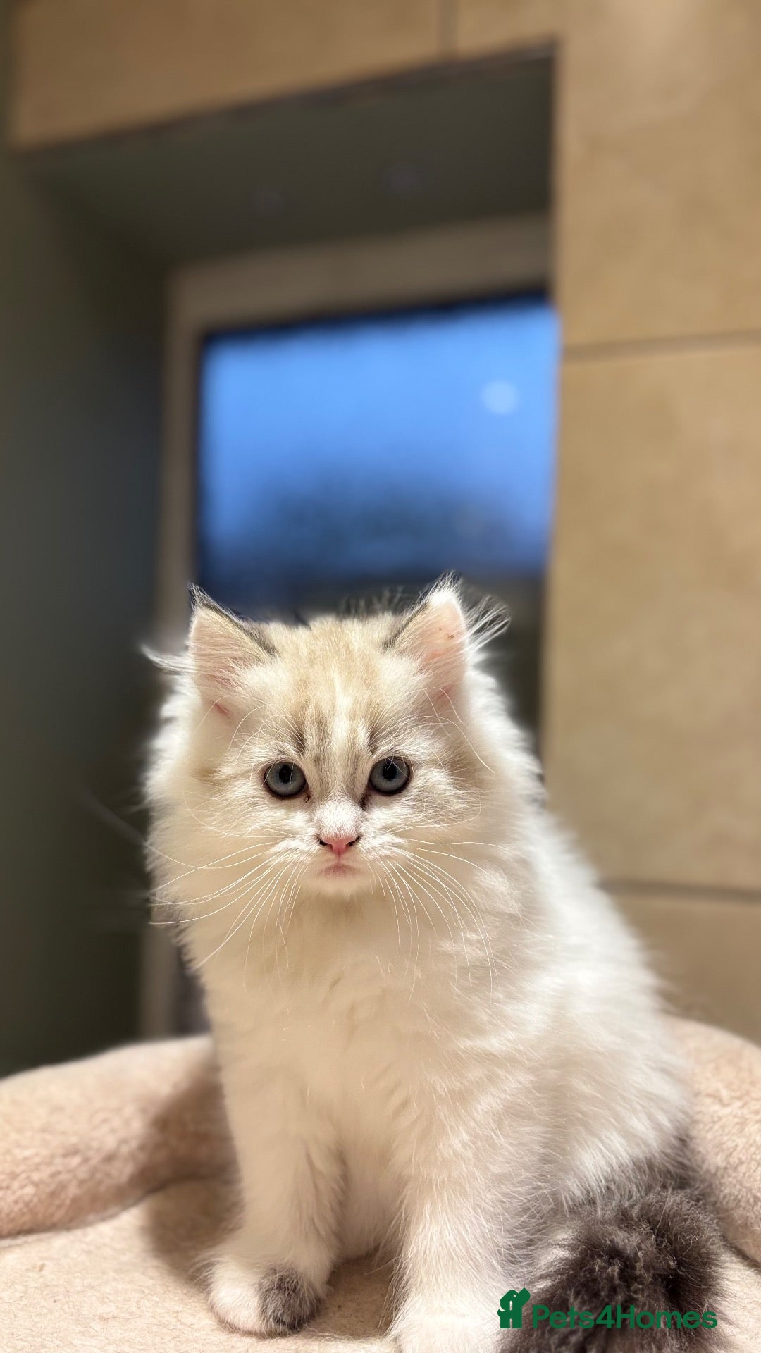 British Shorthair cats for sale: 🐾 **GORGEOUS BSH/ Ragdoll  × LYNX POINT GIRLS* 🐾 - Advert 19