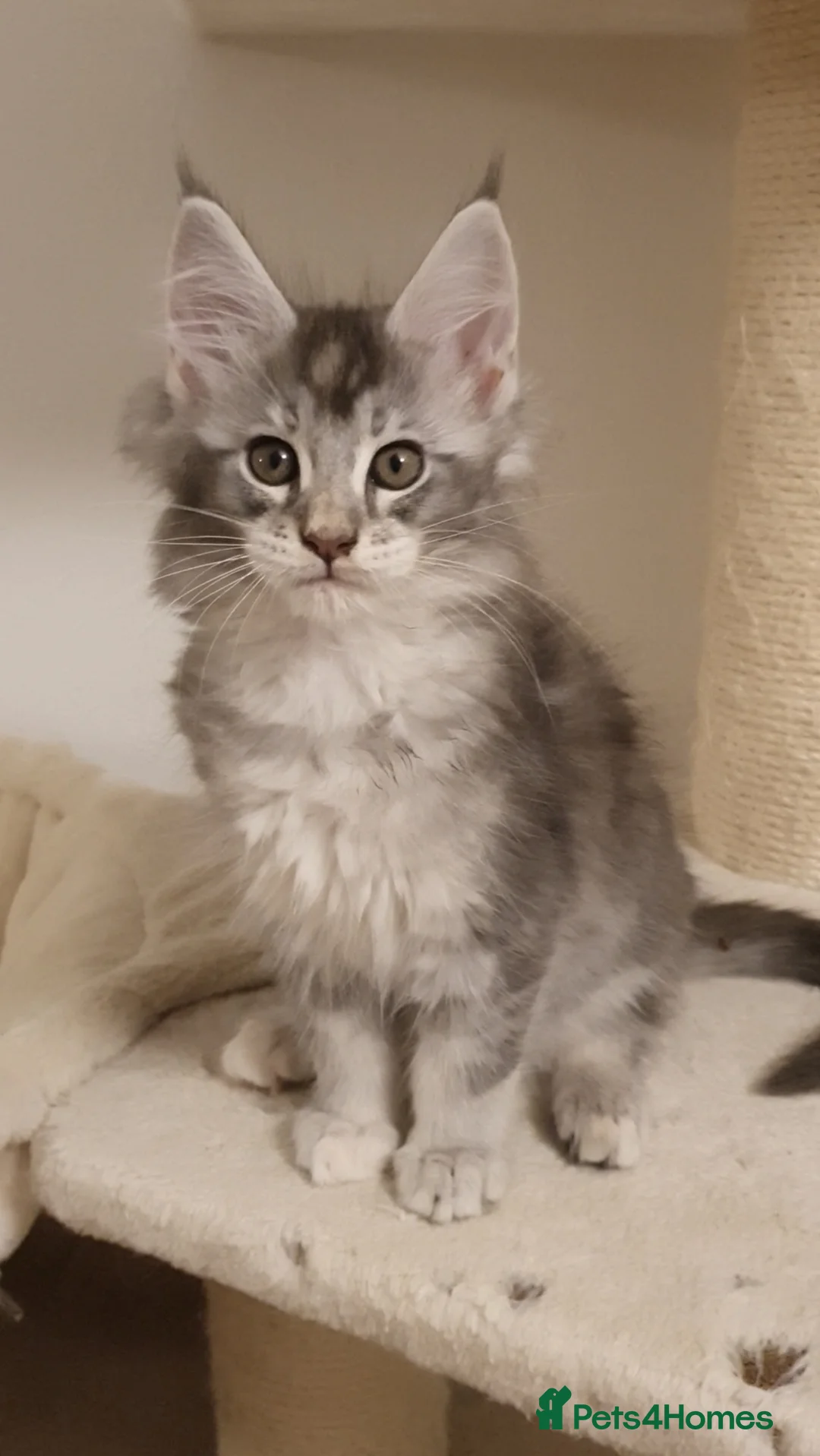 Maine Coon cats for sale: 🏅GCCF🏅 pure maine coon kittens  - Advert 34