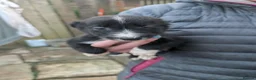Border Collie dogs for sale: Isds registered border collie pups  - Advert 7