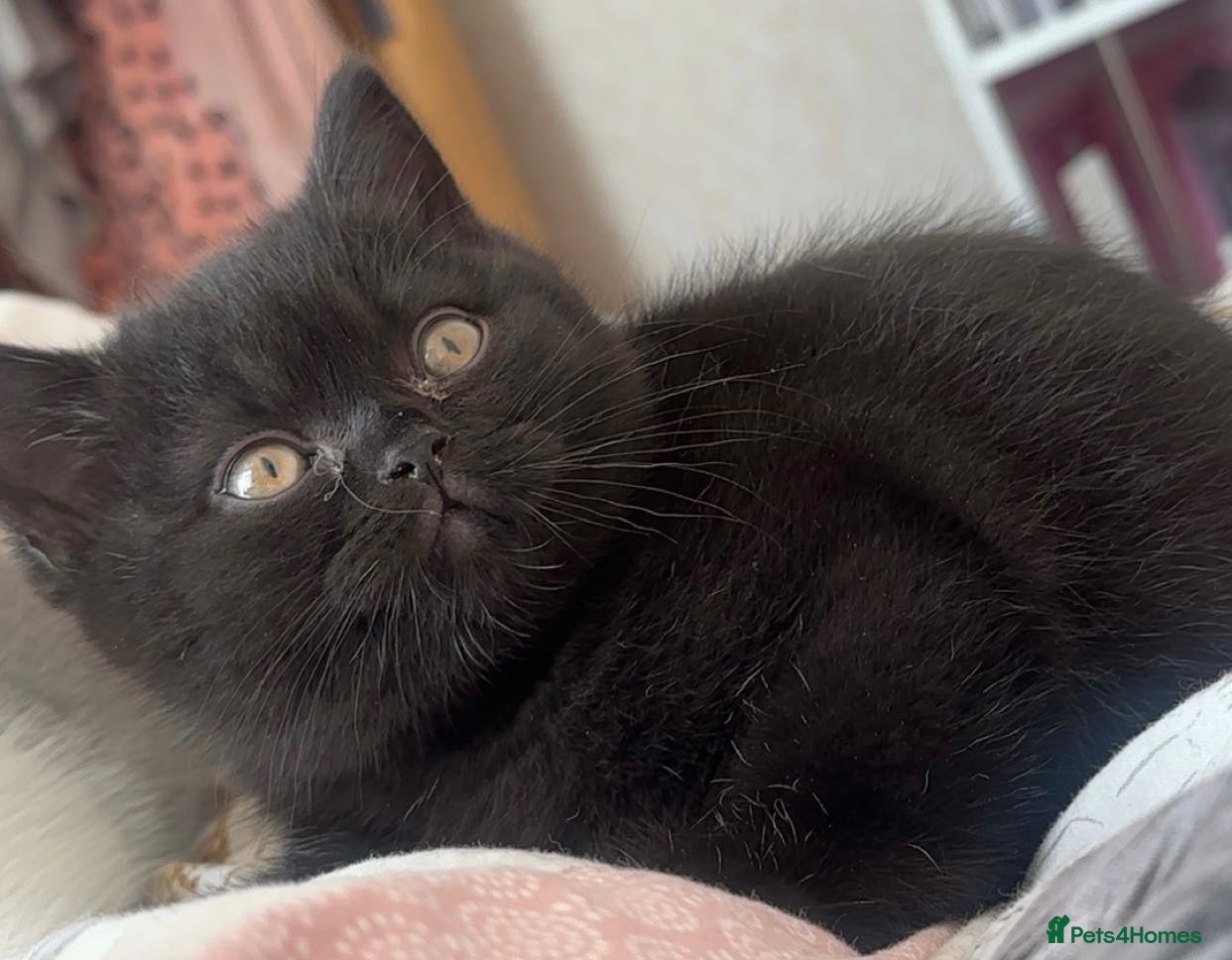 British Shorthair cats Stunning kittens 🎀🩵💞 - Advert 1