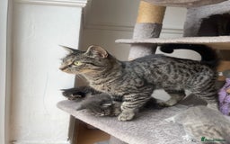 Egyptian Mau cats for sale: Egyptian mau kittens  - Image 17